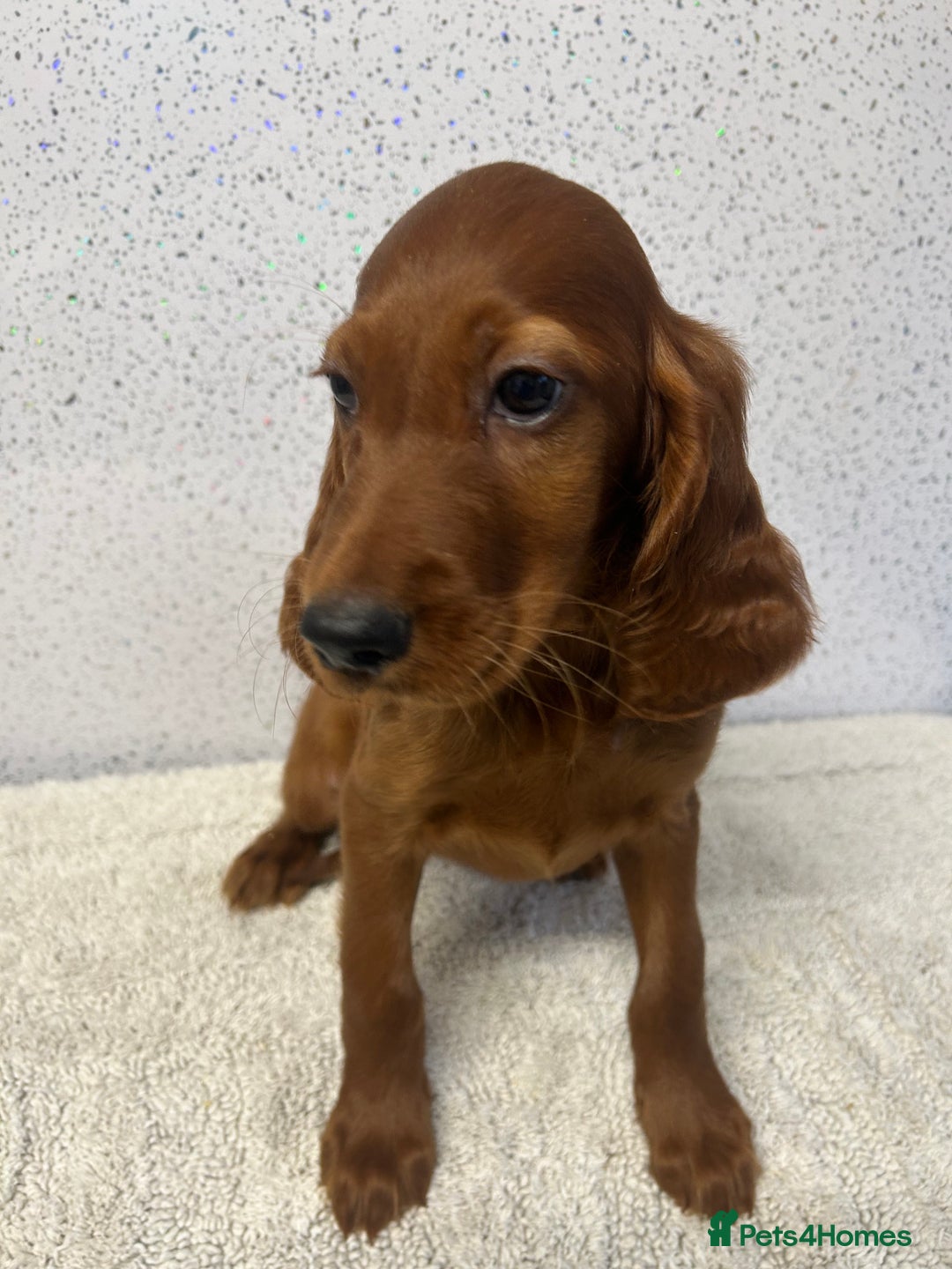 Irish Setter dogs for sale: Out standing litter of kc reg Irish setters - Image 21