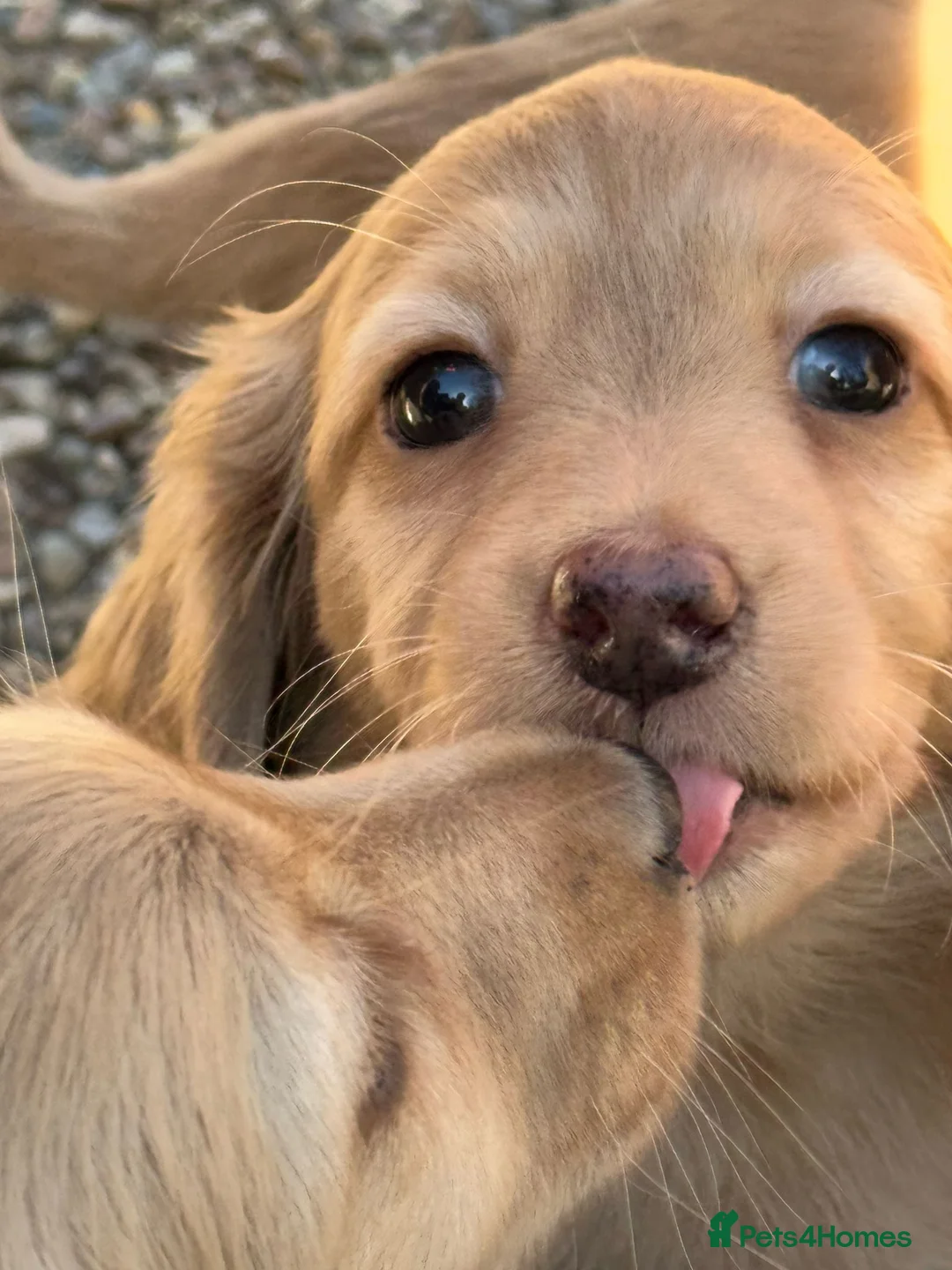 Miniature Dachshund dogs for stud: Dna and ivdd screened Mini Dachshund  in Southampton - Advert 18