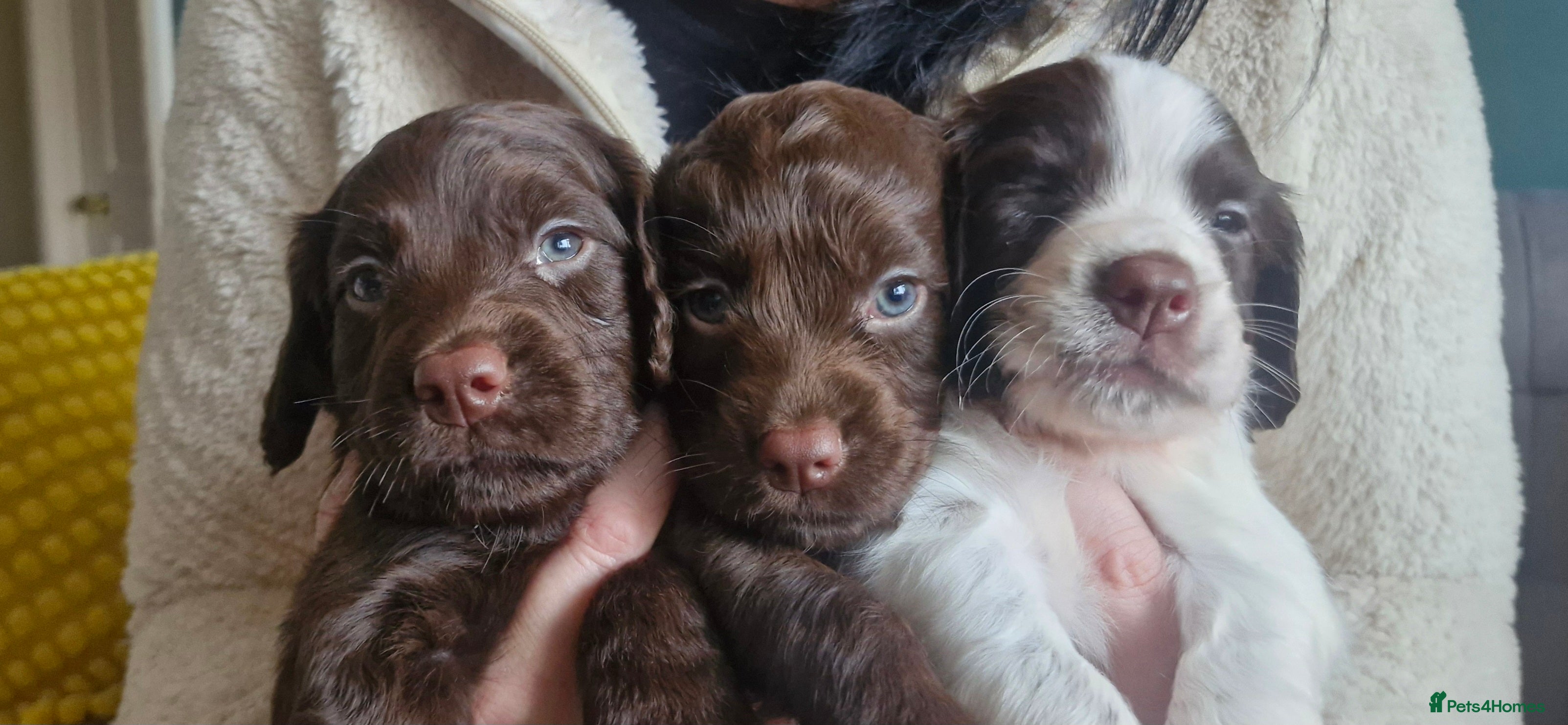 Cocker Spaniel dogs 5 Beautiful working cocker spaniel puppies  - Advert 1