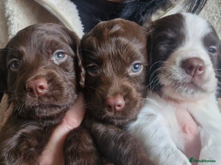 Cocker Spaniel dogs 5 Beautiful working cocker spaniel puppies - Advert 1