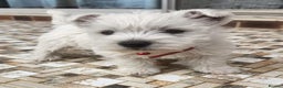 West Highland Terrier dogs for sale: Exquisite Fluffy Little WestHighland White Terrier - Advert 3
