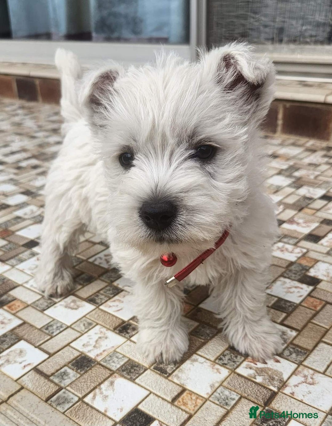 West Highland Terrier dogs for sale: Exquisite Fluffy Little WestHighland White Terrier - Advert 3
