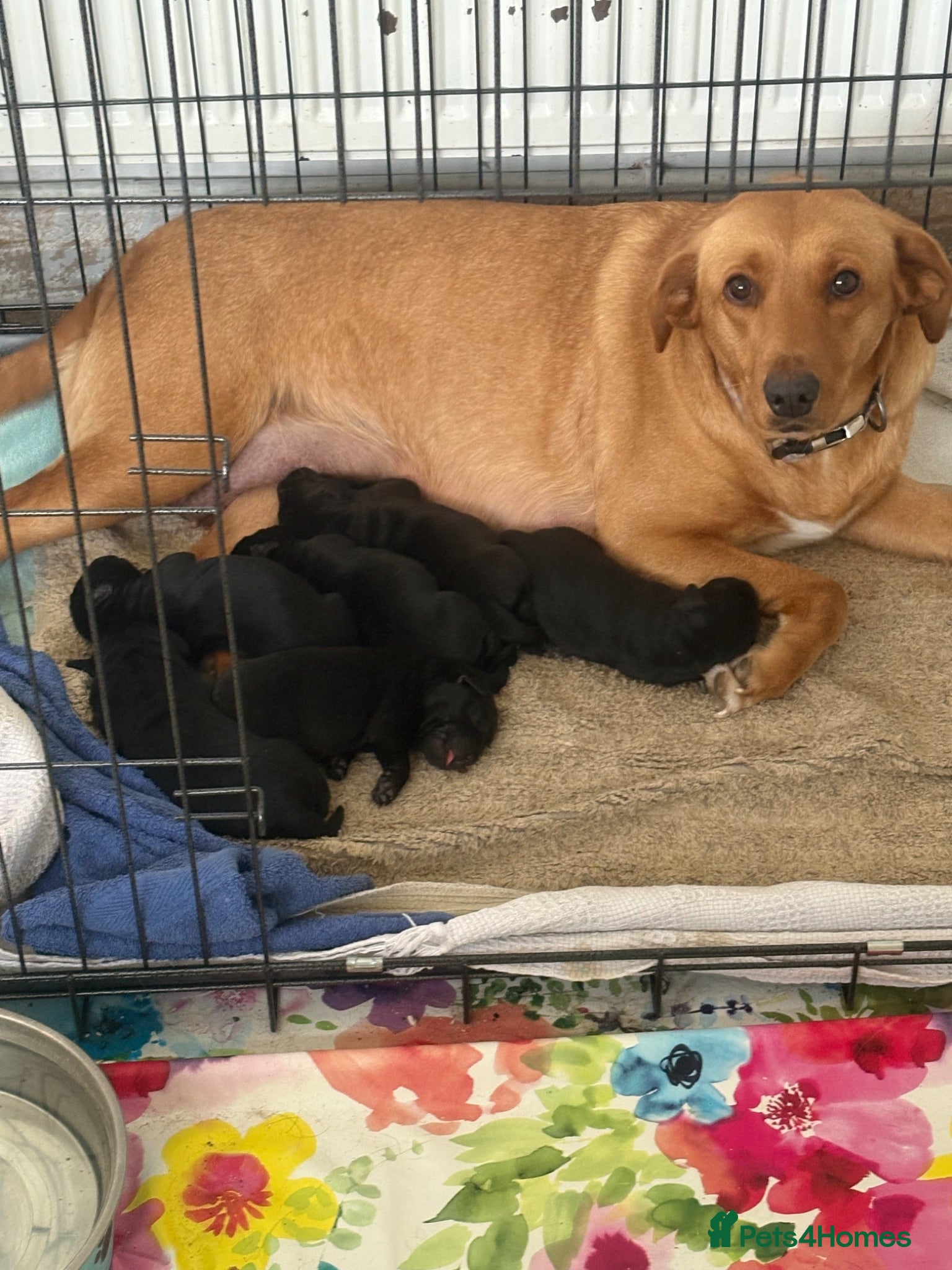 Labrador Retriever dogs 2 female black labs for sale  - Advert 1