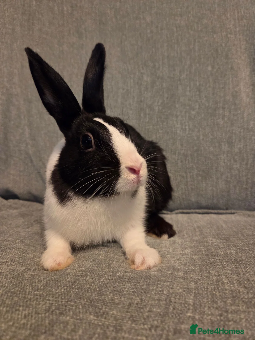 Dutch rabbits for sale: 11 week old very tame dutch doe - Advert 2