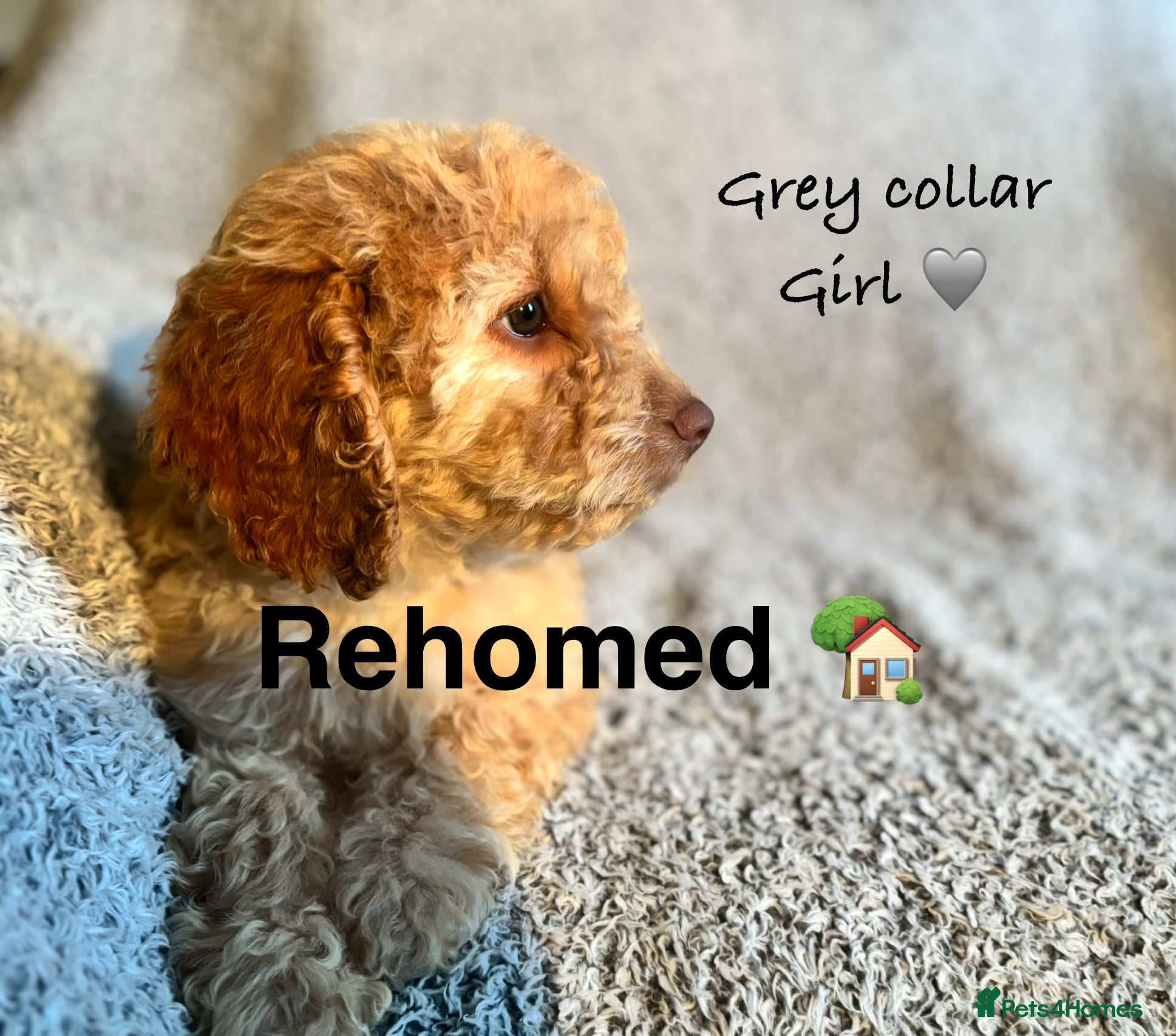Cockapoo dogs 🐾 Stunning Litter of 8 Cockapoo Puppies! 🐾 - Advert 2