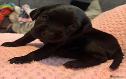 Labrador Retriever dogs for sale: ***LAST 2 BLACK & FOX RED BOYS*** - Image 2