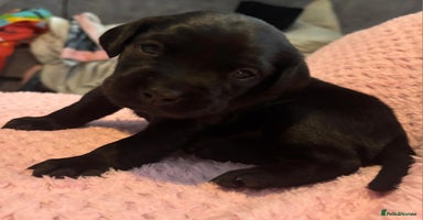 Labrador Retriever dogs - Advert 2