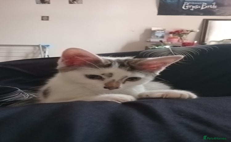 Domestic Shorthair cats - Advert 8