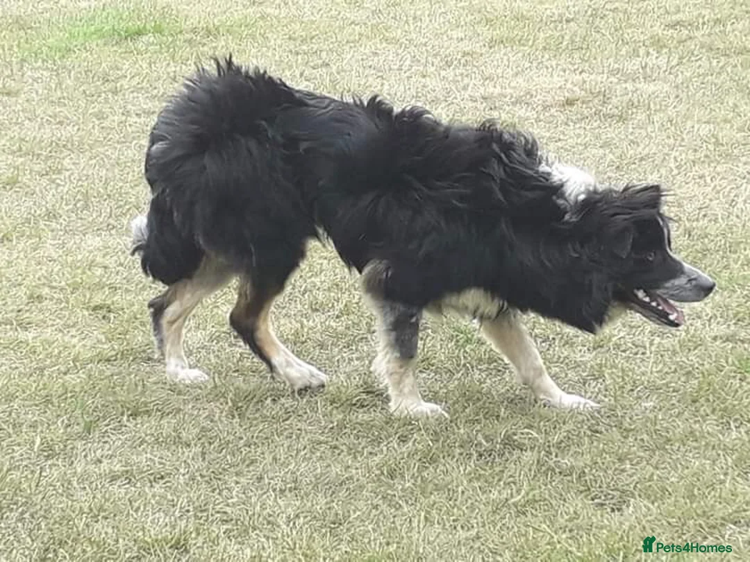 Border Collie dogs for stud: ISDS&KC Fully Tested Border Collie for Stud in Bicester - Advert 34