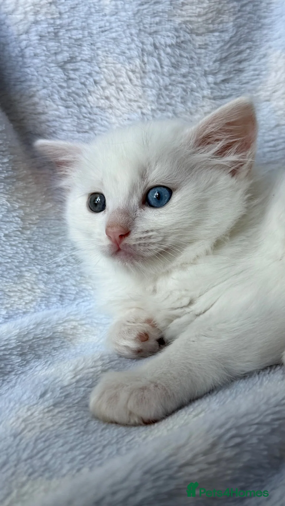 Ragdoll cats for sale: Stunning Ragdoll kittens Blue Colourpoint  - Advert 2