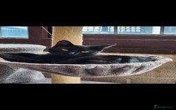 Mixed Breed cats for sale: Kittens for sale  - Image 10