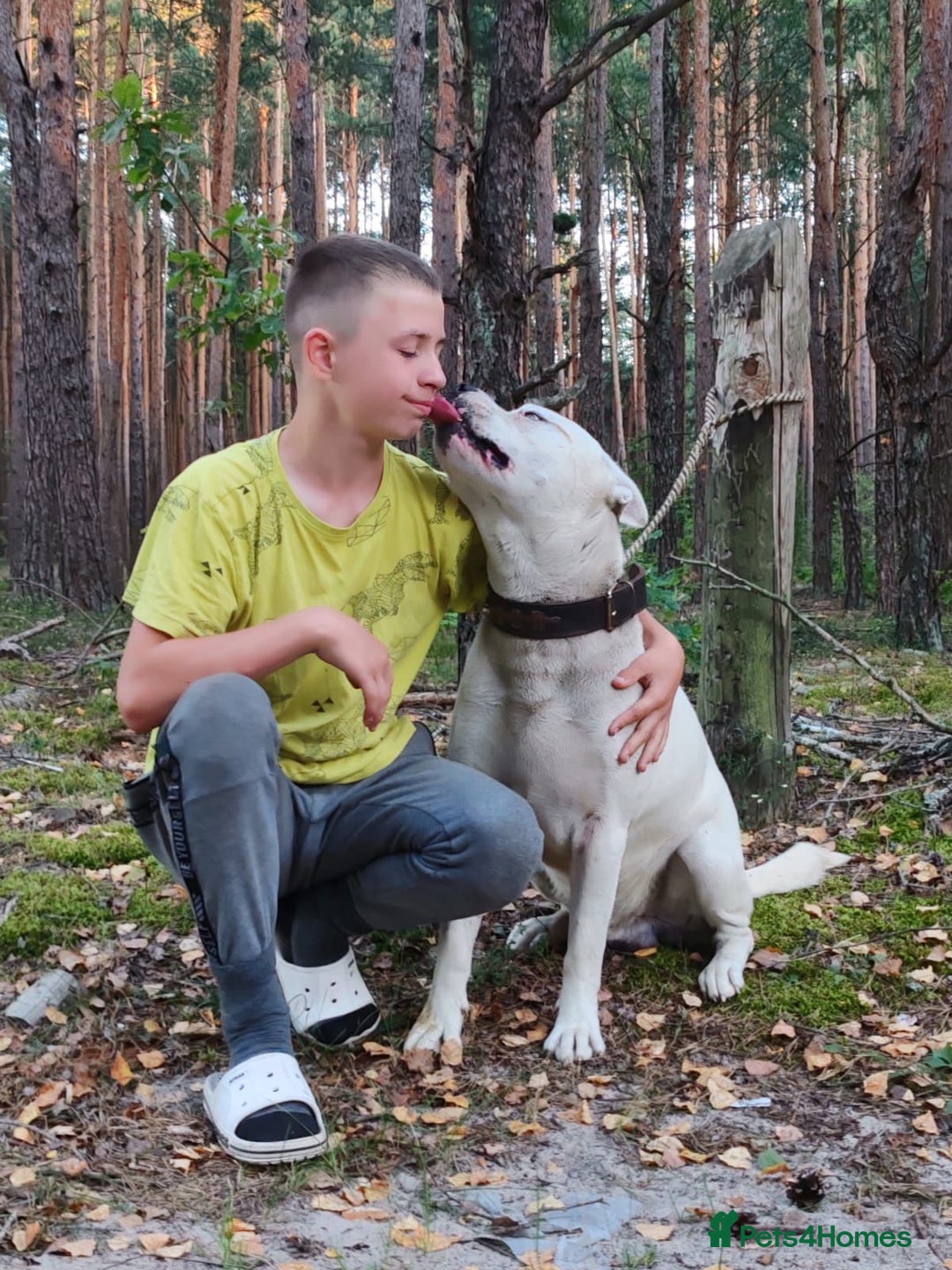 Staffordshire Bull Terrier dogs for adoption: BARON – Staffordshire Bull Terrier (Male) - Advert 4