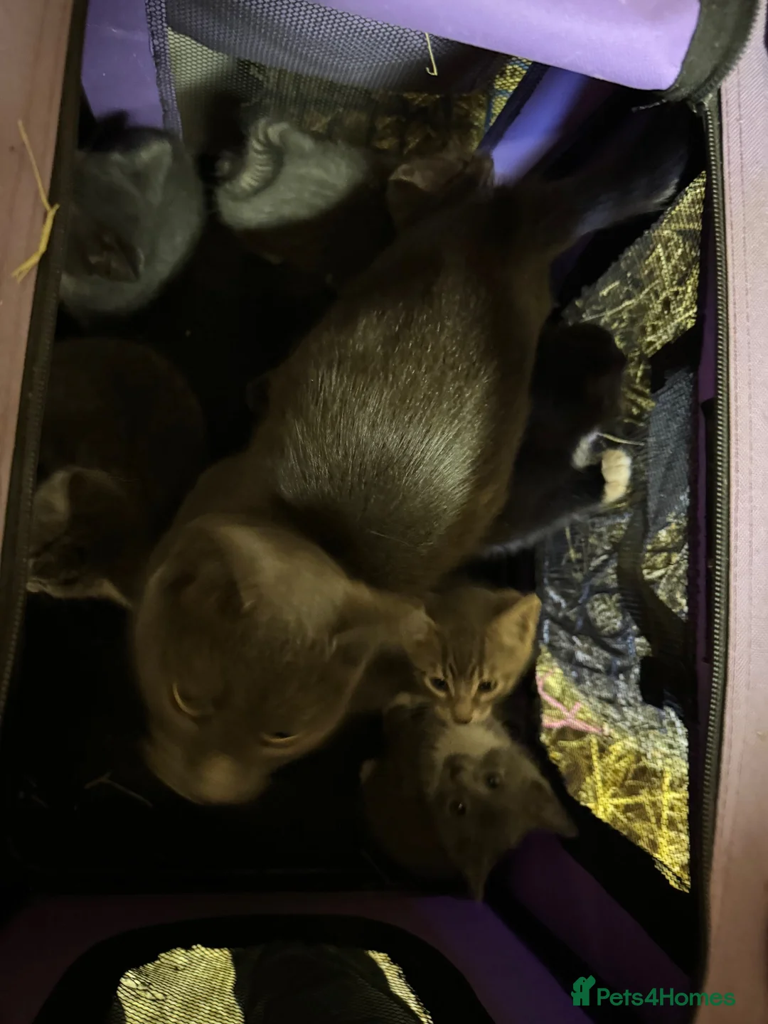 Mixed Breed cats for sale: Beautiful kittens  - Advert 14