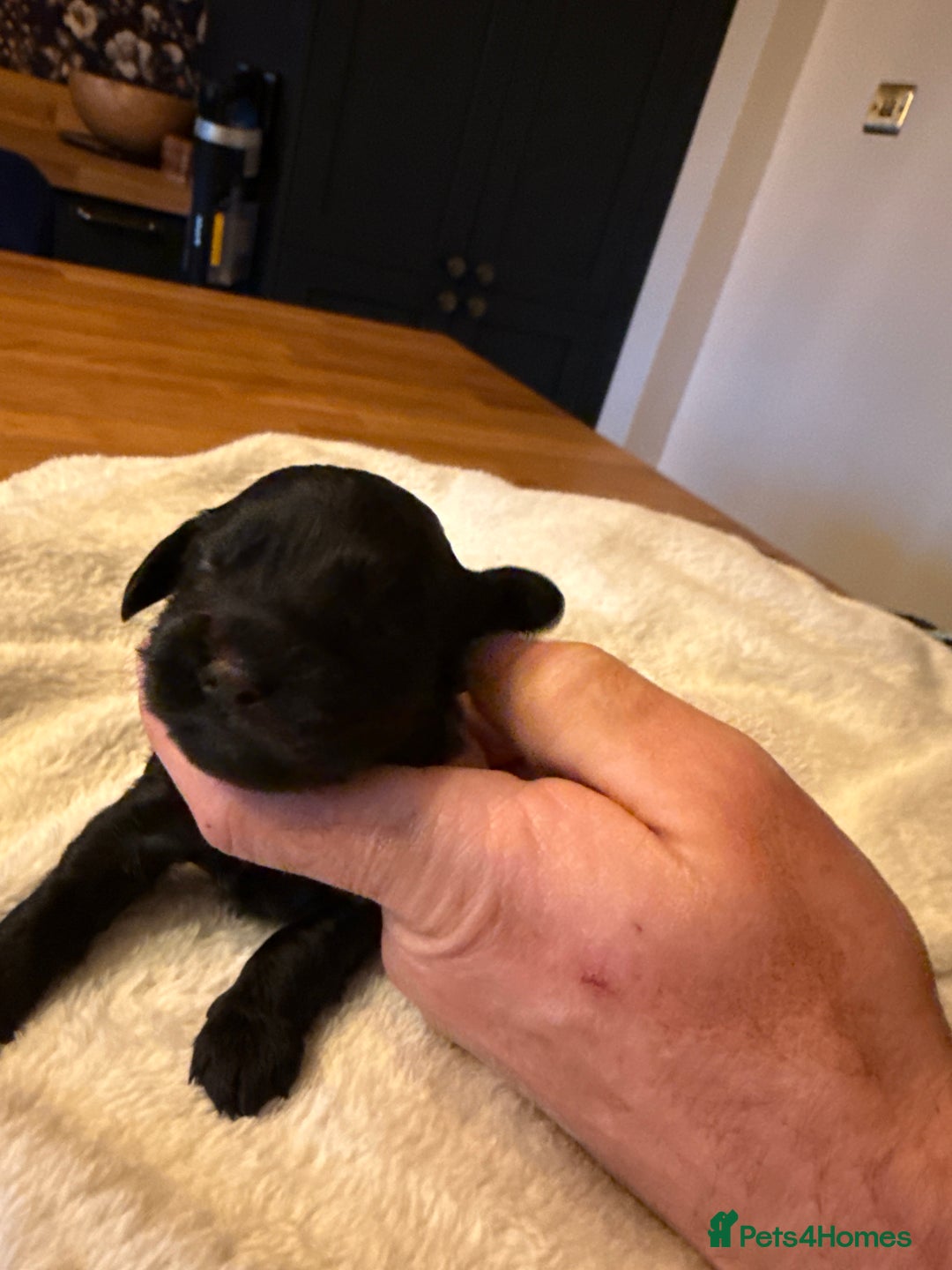 Cockapoo dogs for sale: Beautiful f2 cockapoos puppies 5 girls 3 boys  - Advert 13