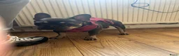French Bulldog dogs for sale: 1Year Old Female French Bulldog  - Advert 4