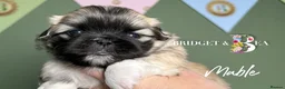 Pekingese dogs for sale: 🩷READY NOW 1 girl 1 boy 🩵 - Advert 18