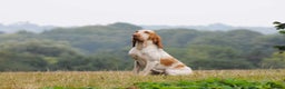 Bracco Italiano dogs for sale: Bracco Italiano Puppies Due March - Advert 2