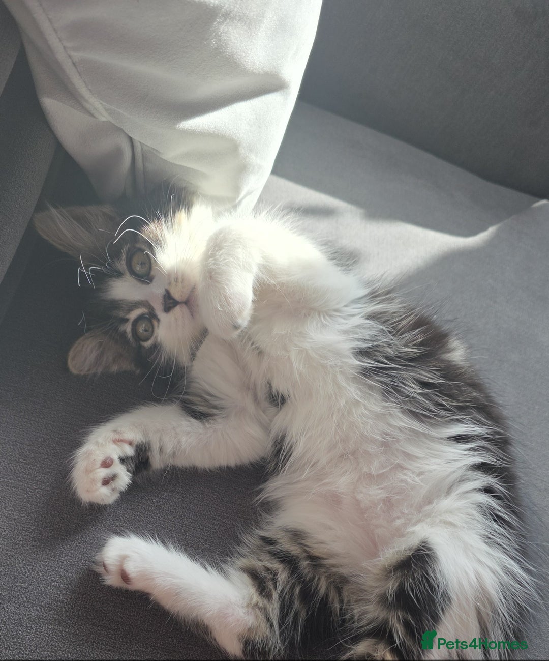 Ragdoll cats for sale: 21 Week Old Ragdoll X Tabby Cat with everything - Advert 7