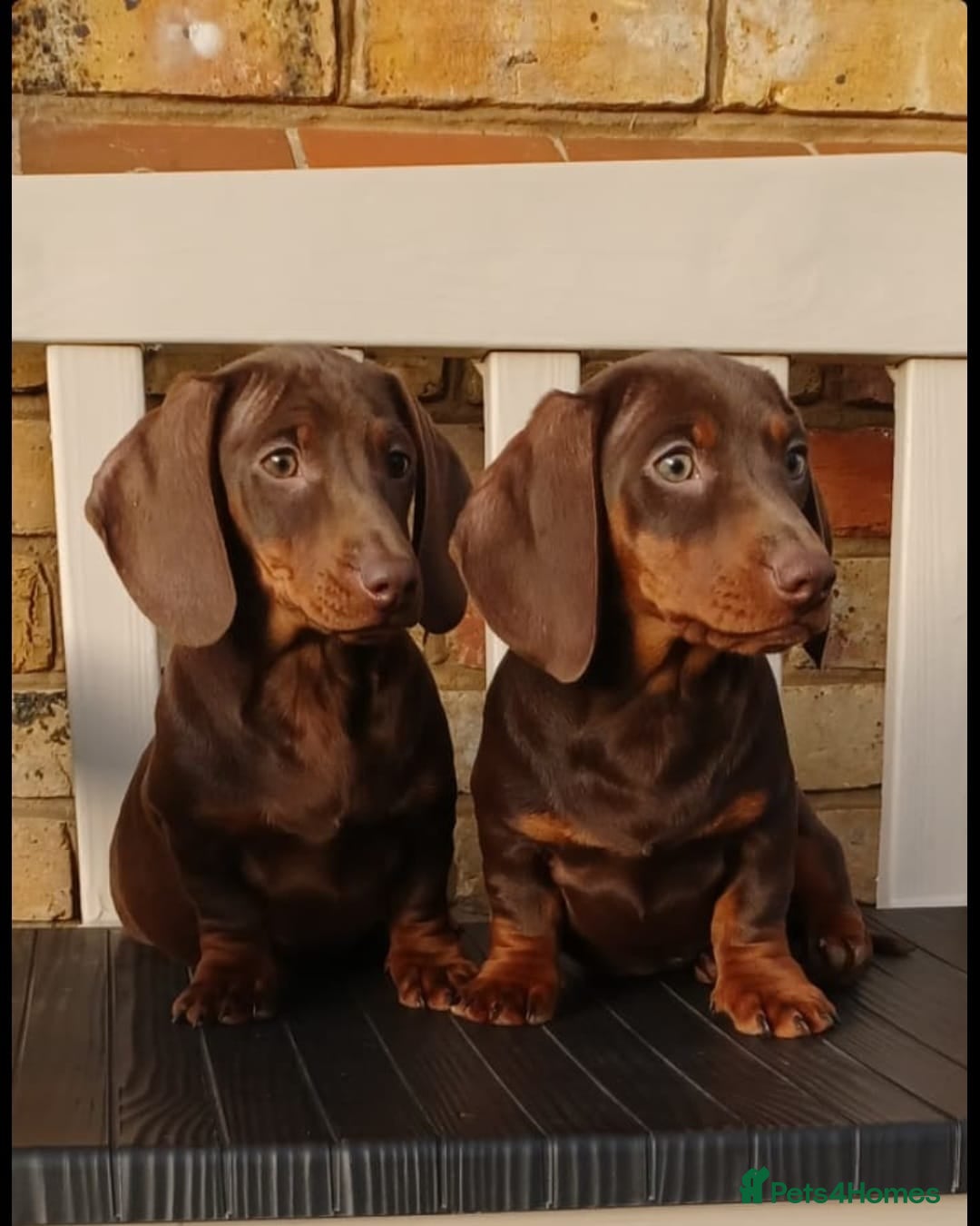 Miniature Dachshund dogs Miniature dachshunds - Advert 2
