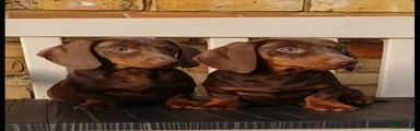 Miniature Dachshund 2
