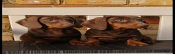 Miniature Dachshund dogs for sale: Miniature dachshunds - Advert 16