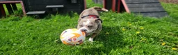Staffordshire Bull Terrier dogs for adoption: Pumba  - Advert 4