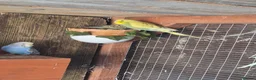 Budgerigars birds for sale: Baby budgies and baby cockatiel  in Norwich - Advert 5