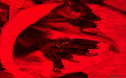 German Shepherd dogs for sale: Beautiful German Shepherd puppies  - Advert 20