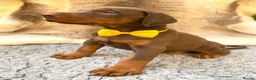Dobermann dogs for sale: KC REG HEALTH TESTED EUROPEAN DOBERMAN PUPPIES - Advert 15