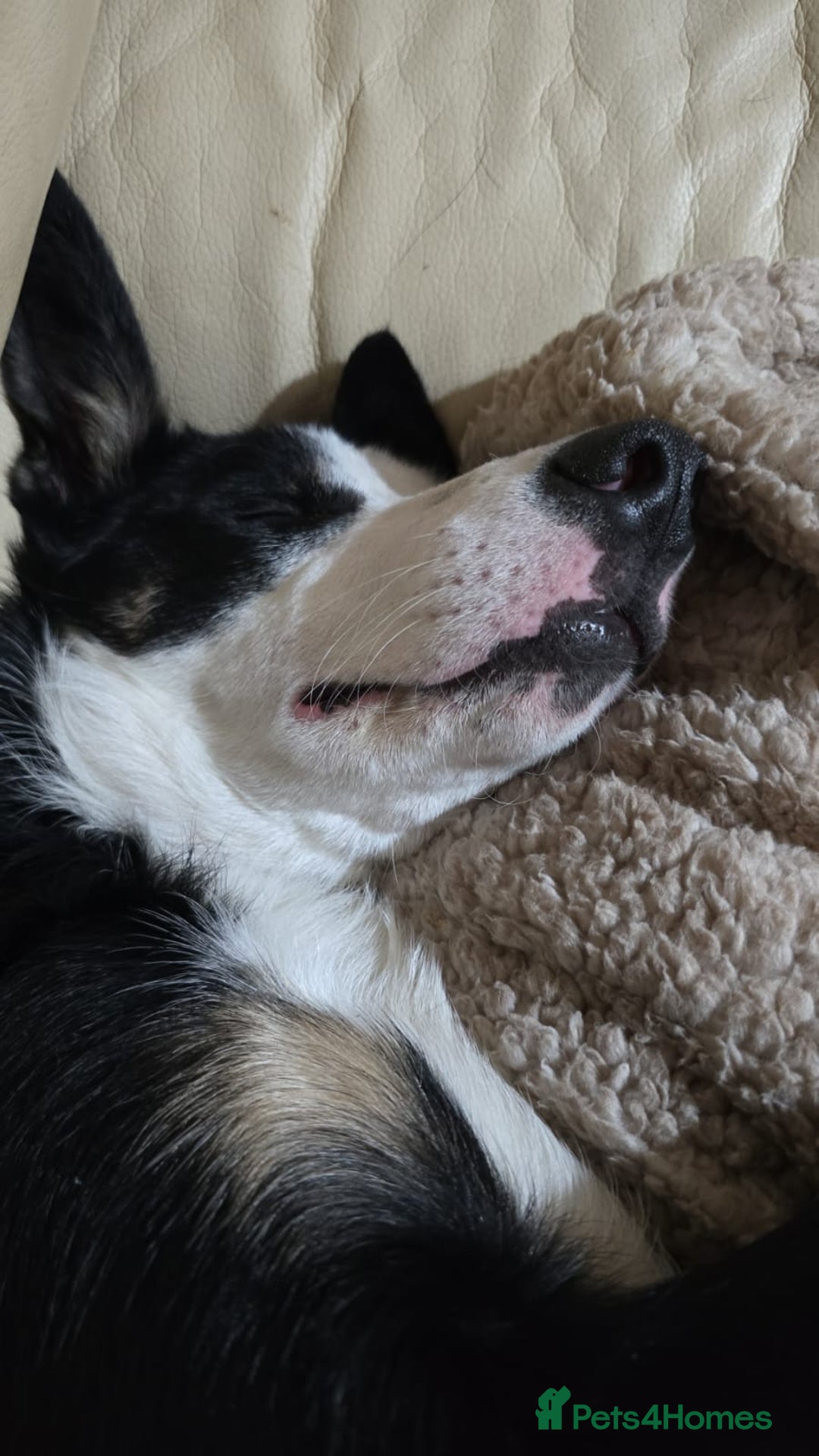 Border Collie dogs for sale: Border Collie Tri Colour - Advert 16