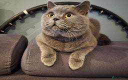 British Shorthair cats for sale: British short hair male - Image 4