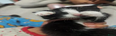 Mr tuxedo 