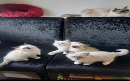 Ragdoll cats for sale: The most beautiful and adorable Ragdoll kittens  - Image 34