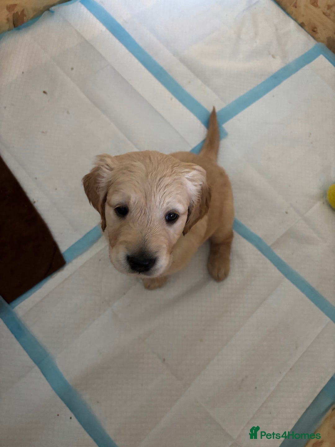 Golden Retriever dogs for sale: KC Registered Golden Retriever Puppies FOR SALE 🐾 - Advert 7