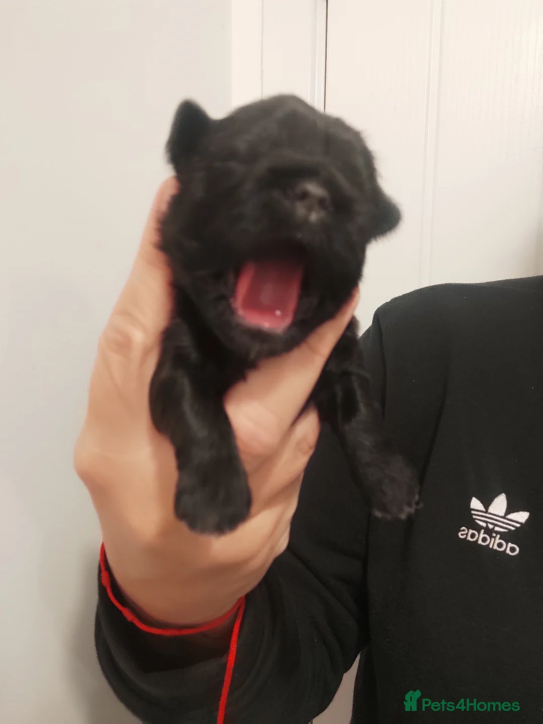 Shih Tzu dogs for sale: ⭐Beautiful colour Shih Tzu Puppies⭐ - Advert 2