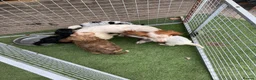 Cockapoo dogs for sale: F2 Cocker poo puppies  - Advert 13