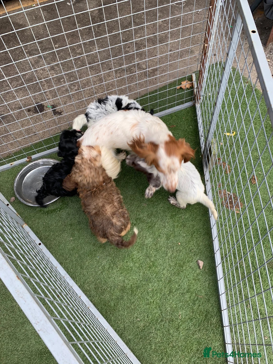 Cockapoo dogs for sale: F2 Cocker poo puppies  - Advert 13