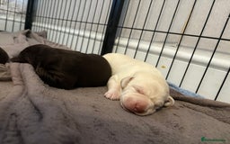 Labrador Retriever dogs for sale: Labrador puppies for sale Kent - Image 6