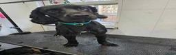 Cocker Spaniel dogs for sale: URGENT 3 YEAR OLD COCKER NEEDS GONE - Advert 4