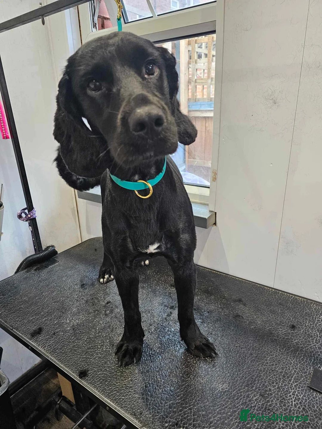 Cocker Spaniel dogs for sale: URGENT 3 YEAR OLD COCKER NEEDS GONE - Advert 4