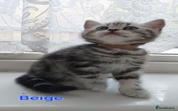 British Shorthair cats for sale: Silver Tabby kittens  in Rochester - Image 3