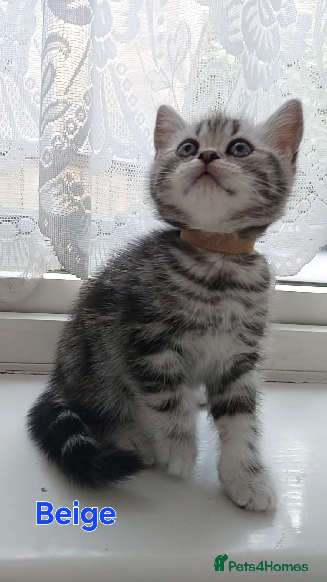 British Shorthair cats for sale: Silver Tabby kittens  in Rochester - Image 3