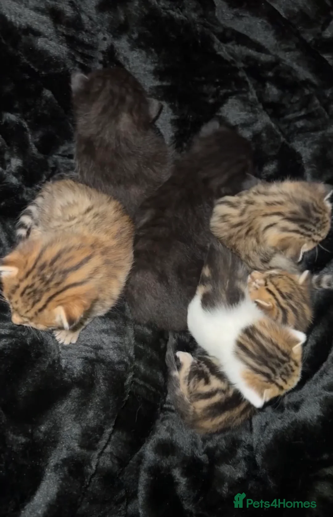 Mixed Breed cats for sale: last 2 beautiful kittens for sale  - Advert 1