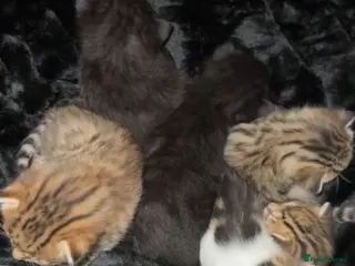 Mixed Breed cats last 2 beautiful kittens for sale - Advert 1