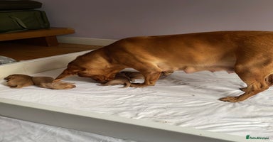 Labrador Retriever dogs KC Red fox Labrador puppies ready to view  - Advert 2