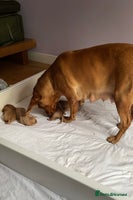 Labrador Retriever dogs KC Red fox Labrador puppies ready to view - Advert 2