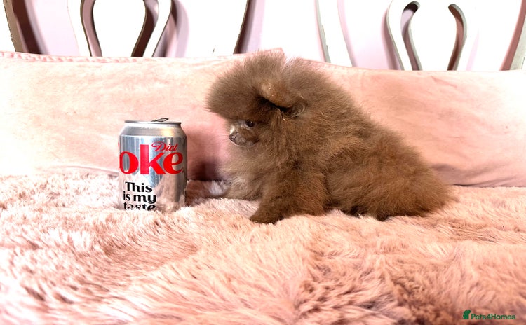 Pomeranian dogs - Advert 2