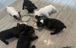 French Bulldog dogs for sale: French Bulldog Puppies - Image 18
