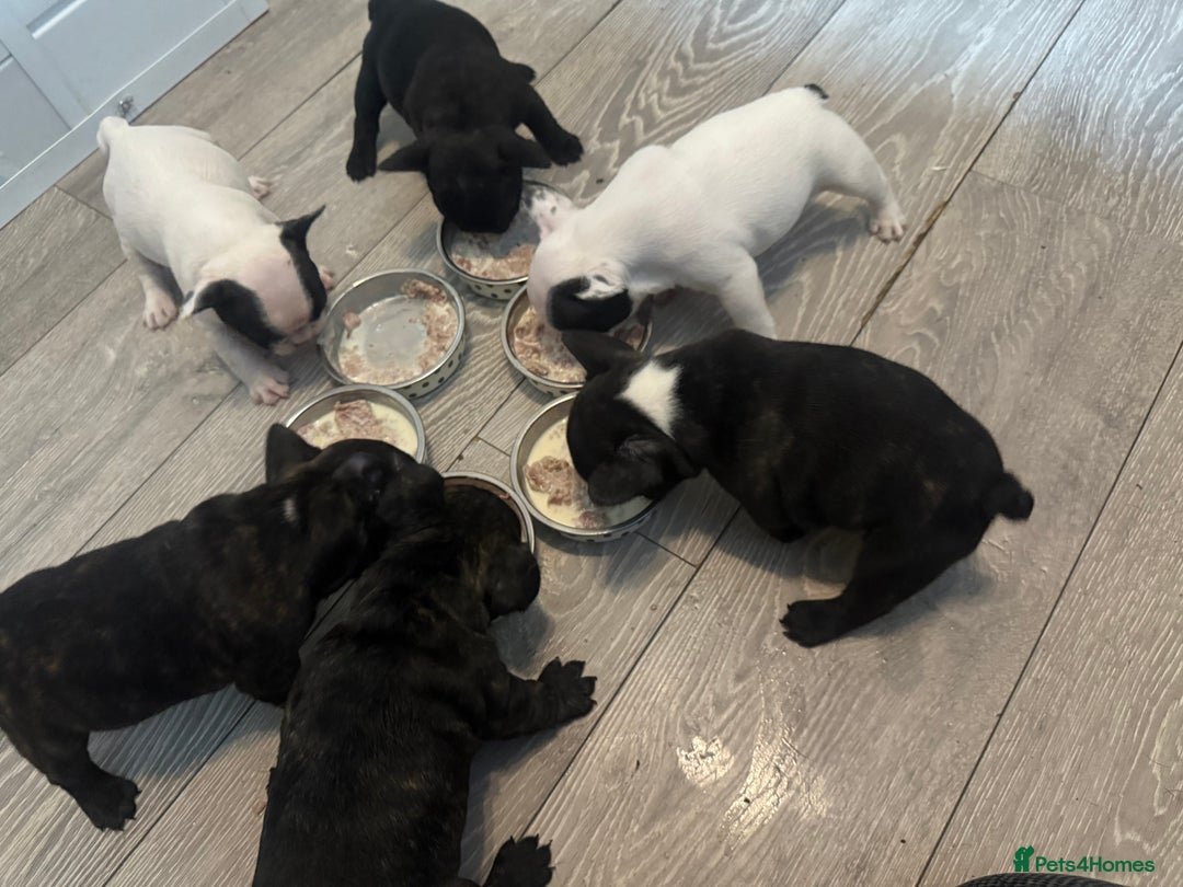 French Bulldog dogs for sale: French Bulldog Puppies - Image 18