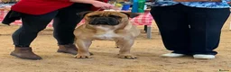 Bullmastiff dogs for sale:  Bullmastiff puppies available for loving homes in Taunton - Advert 6